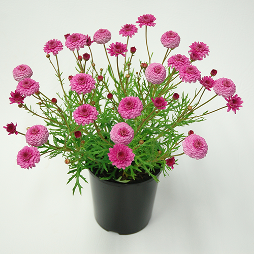 Argyranthemum Frutescens 'Sugar Cheer' (Federation Daisy®)