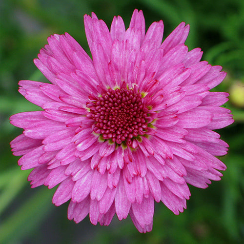 Argyranthemum Frutescens 'Sugar Cheer' (Federation Daisy®)