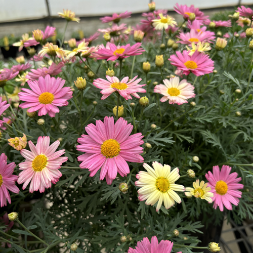 Argyranthemum Frutescens 'Summer Shades' (Summer Shades Marguerite Daisy)