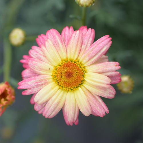 Argyranthemum Frutescens 'Summer Shades' (Summer Shades Marguerite Daisy)