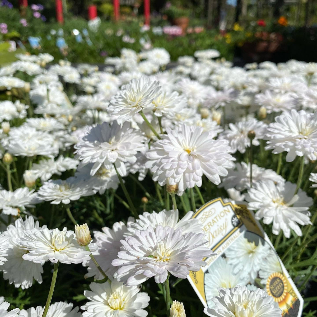 Argyranthemum Frutescens 'Super Duper' (Federation Daisy®)