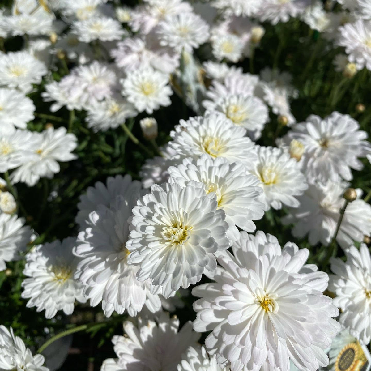 Argyranthemum Frutescens 'Super Duper' (Federation Daisy®)