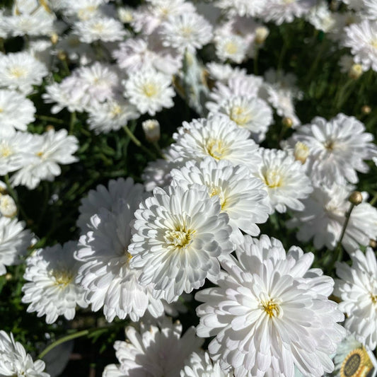 Argyranthemum Frutescens 'Super Duper' (Federation Daisy®)