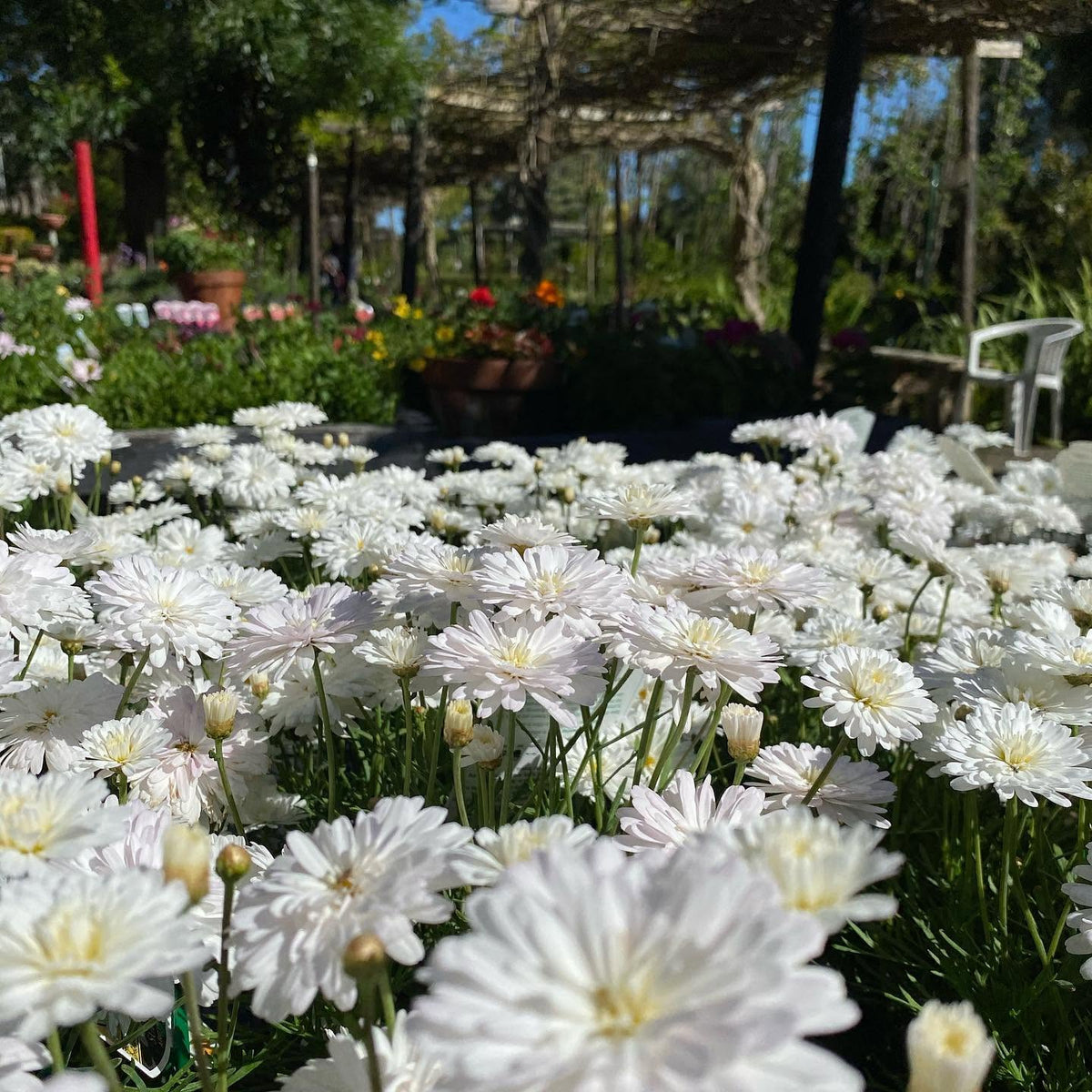 Argyranthemum Frutescens 'Super Duper' (Federation Daisy®)