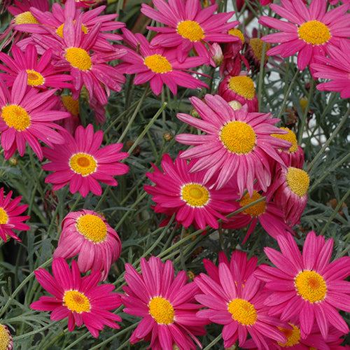 Argyranthemum Frutescens 'Superior Purple' (Federation Daisy®)