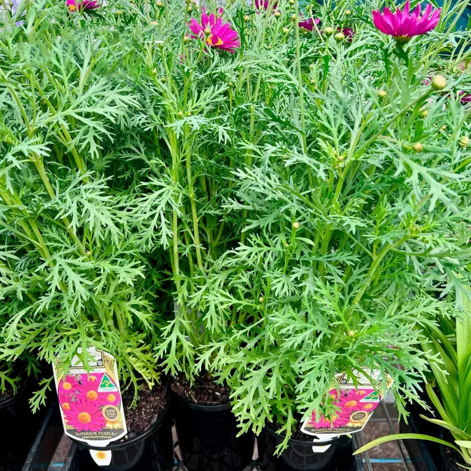 Argyranthemum Frutescens 'Superior Purple' (Federation Daisy®)