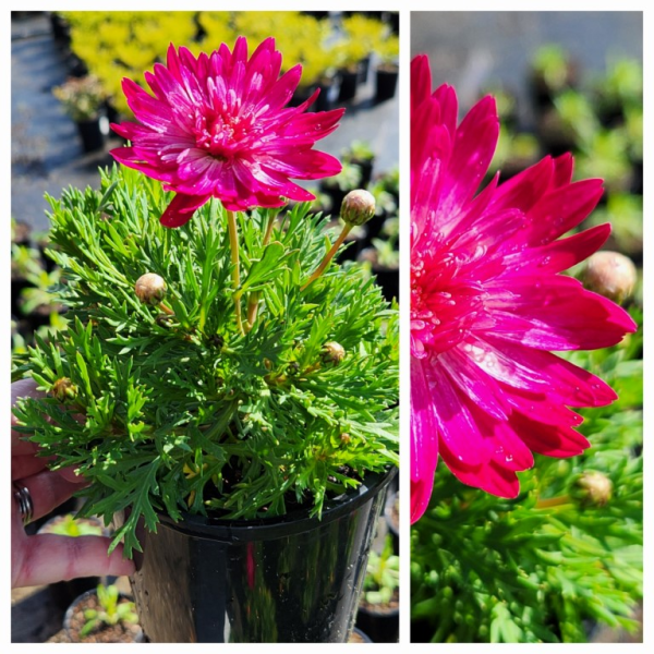 Argyranthemum Frutescens 'Colossus Raspberry' (Raspberry Marguerite Daisy)