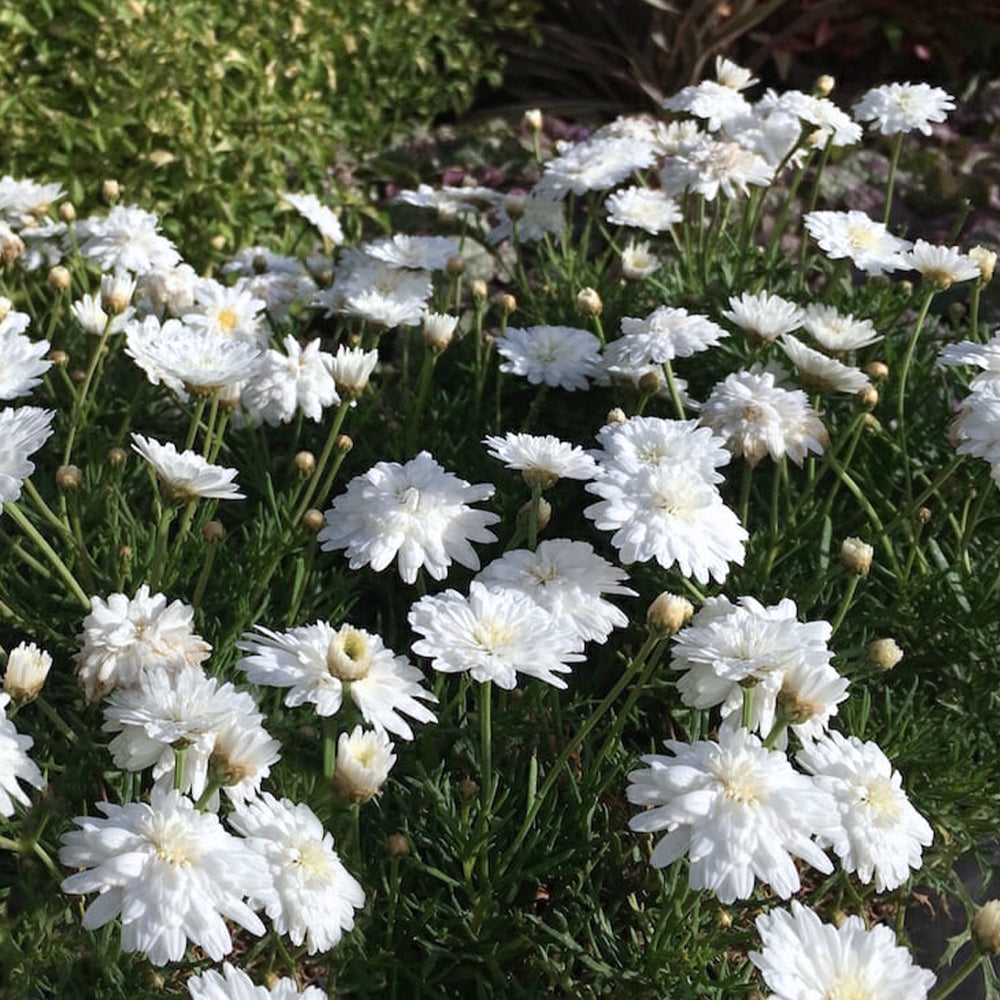 Argyranthemum ‘Double White’ (Double White Marguerite Daisy)