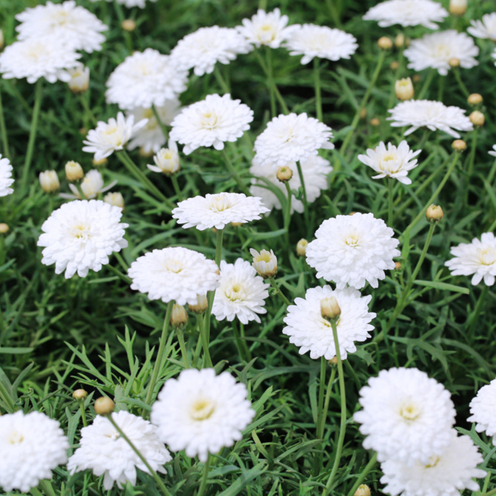 Argyranthemum ‘Double White’ (Double White Marguerite Daisy)