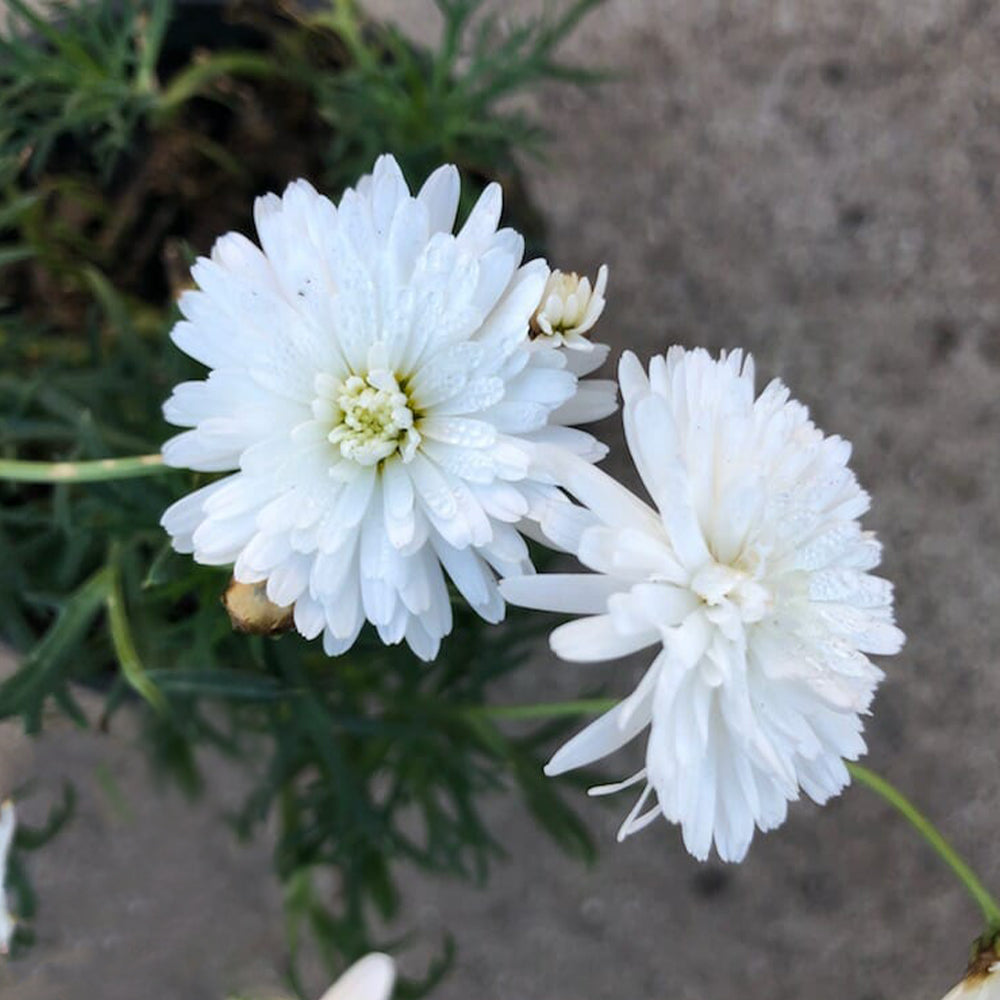 Argyranthemum ‘Double White’ (Double White Marguerite Daisy)
