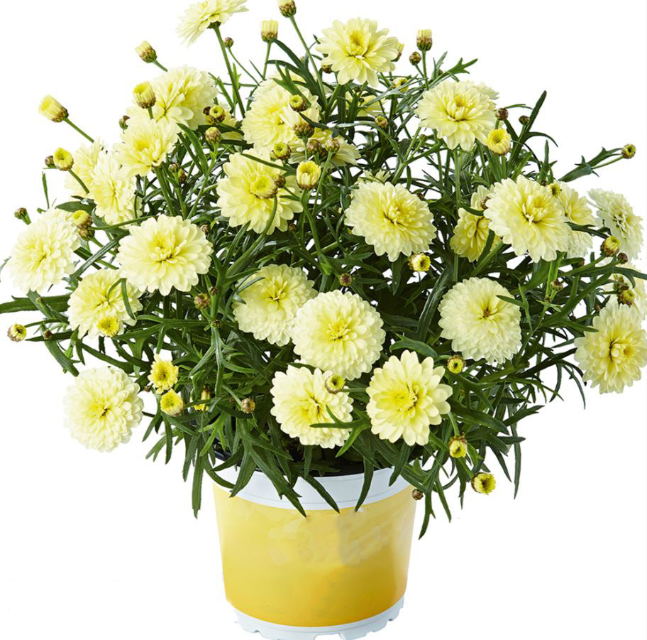 Argyranthemum Frutescens 'Aramis Double Primrose' (Federation Daisy)
