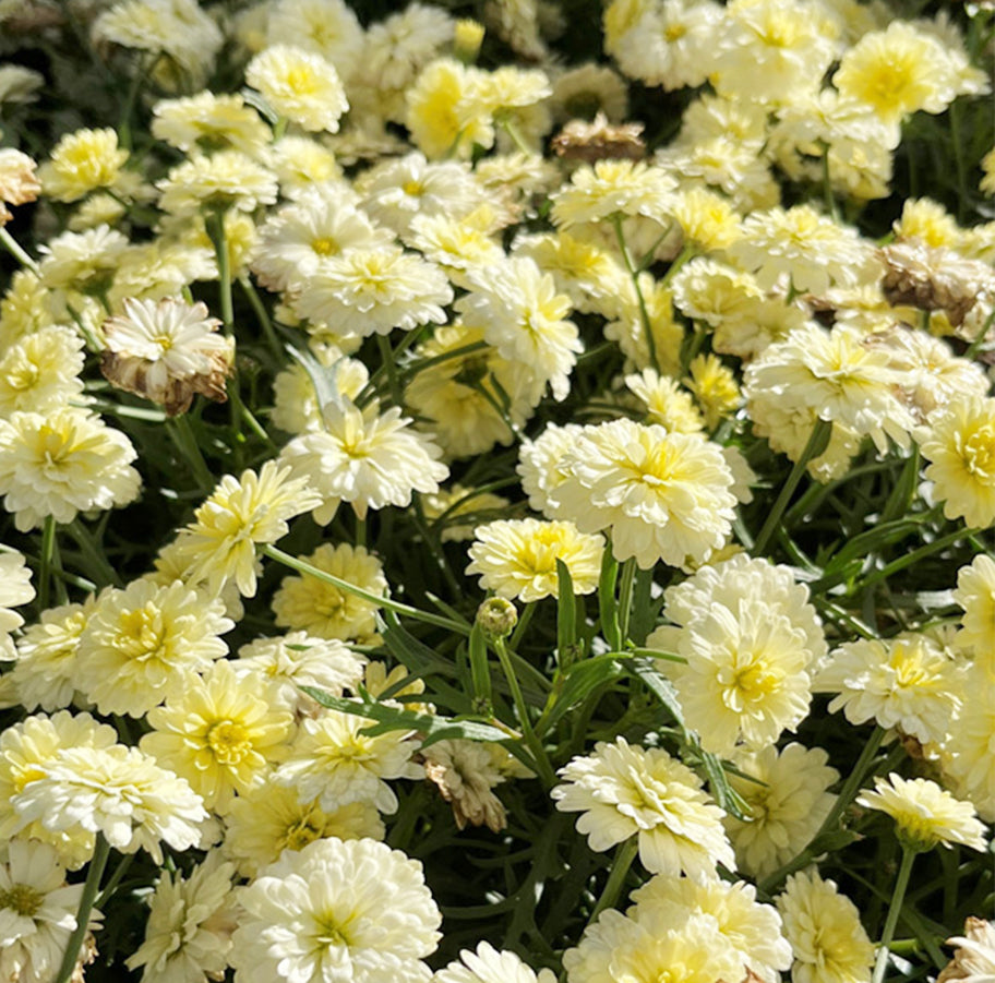 Argyranthemum Frutescens 'Aramis Double Primrose' (Federation Daisy)