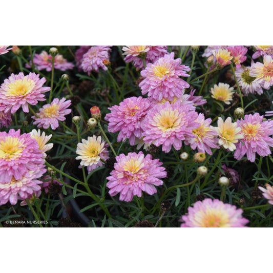 Argyranthemum ‘Honey Bees Fancy Sunrise Pink’ (Marguerite Daisy)