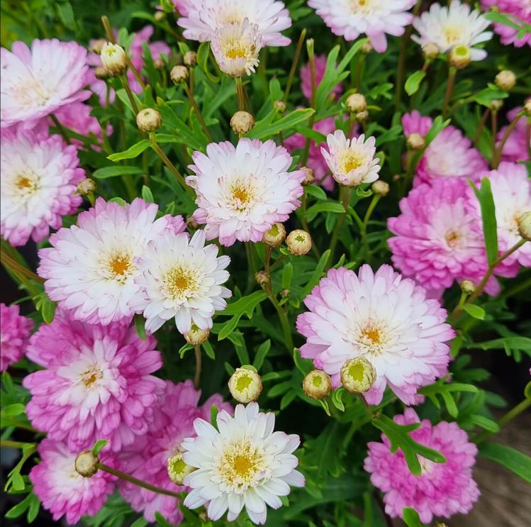 Argyranthemum Frutescens 'Honey Bees Spider Pink' (Federation Daisy)