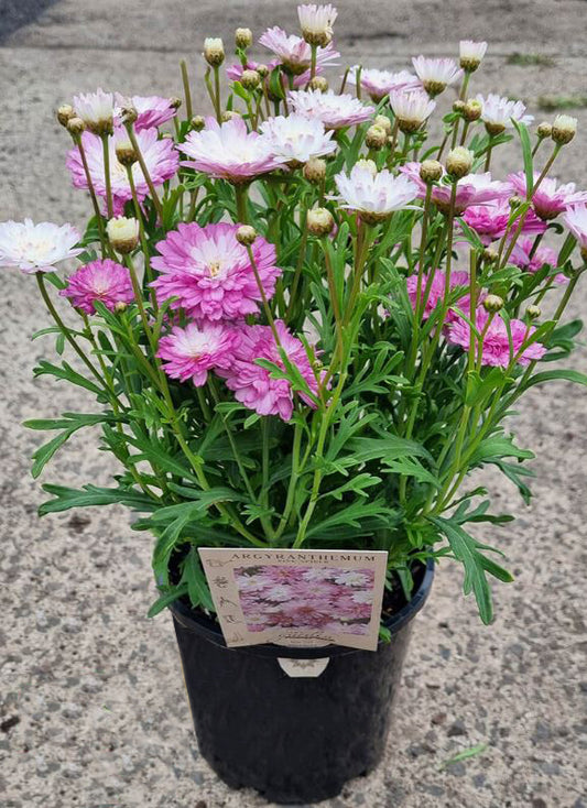 Argyranthemum Frutescens 'Honey Bees Spider Pink' (Federation Daisy)