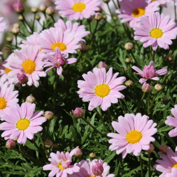 Argyranthemum 'Lolly' (Marguerite Daisy)