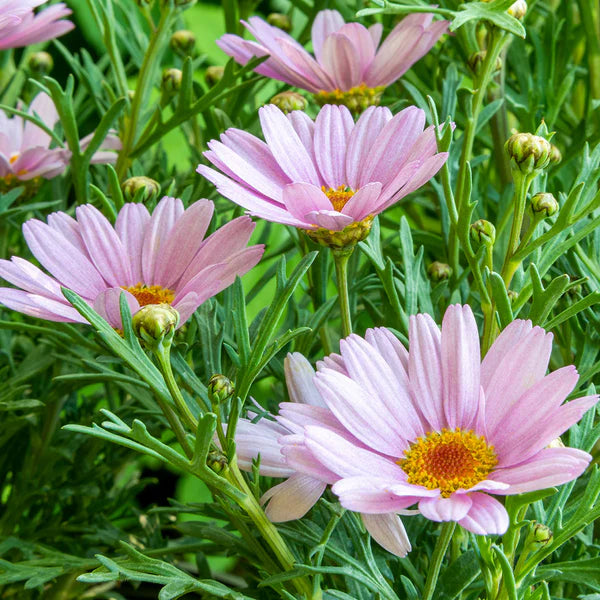 Argyranthemum 'Lolly' (Marguerite Daisy)