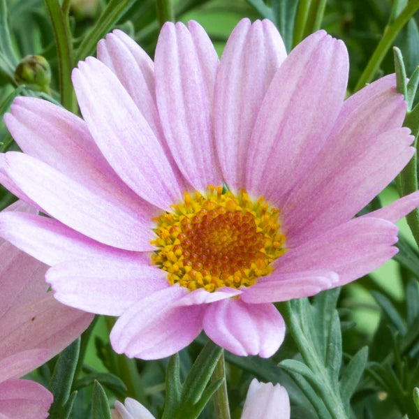 Argyranthemum 'Lolly' (Marguerite Daisy)