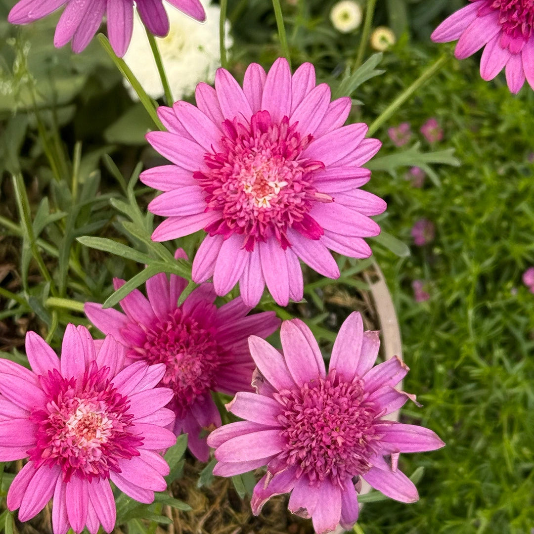 Argyranthemum Frutescens 'Madeira Crested Hot Pink' (Marguerite Daisy)