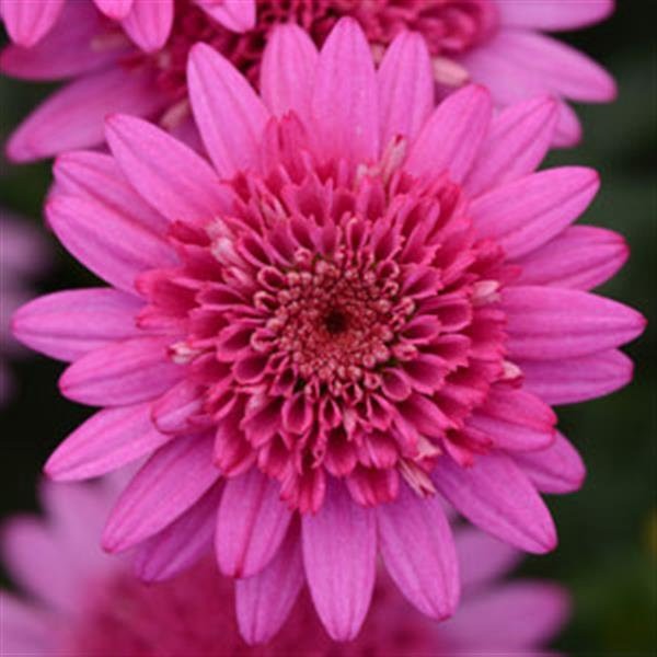 Argyranthemum Frutescens 'Madeira Crested Hot Pink' (Marguerite Daisy)
