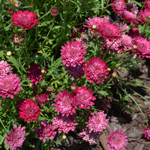Argyranthemum Frutescens 'Madeira Crested Merlot' (Marguerite Daisy)