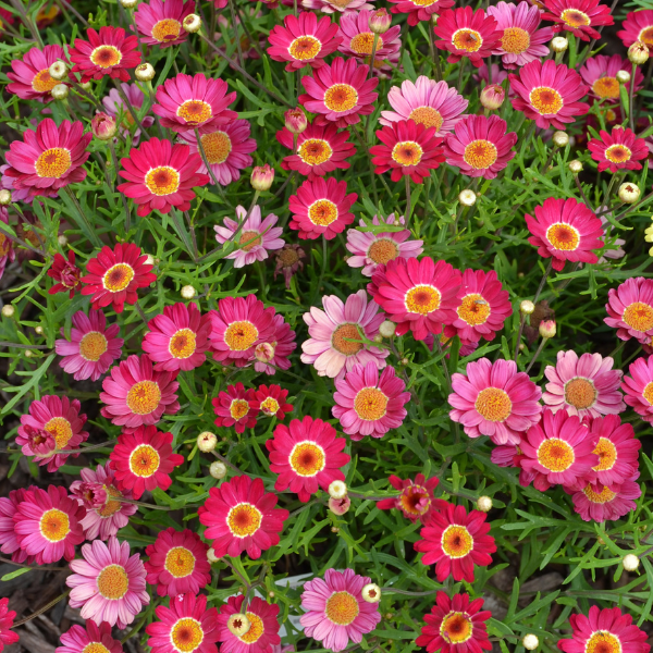 Argyranthemum Frutescens 'Madeira Merlot Red' (Marguerite Daisy)