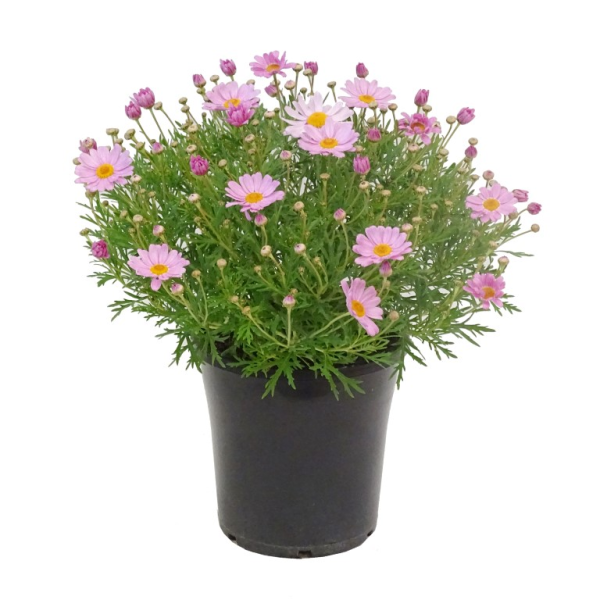 Argyranthemum Frutescens 'Summit Pink' (Federation Daisy®)