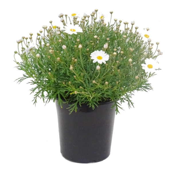 Argyranthemum Frutescens 'Summit White' (Federation Daisy®)