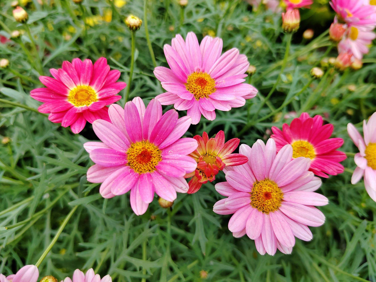 Argyranthemum ‘Super Duper’ (Federation Daisy)
