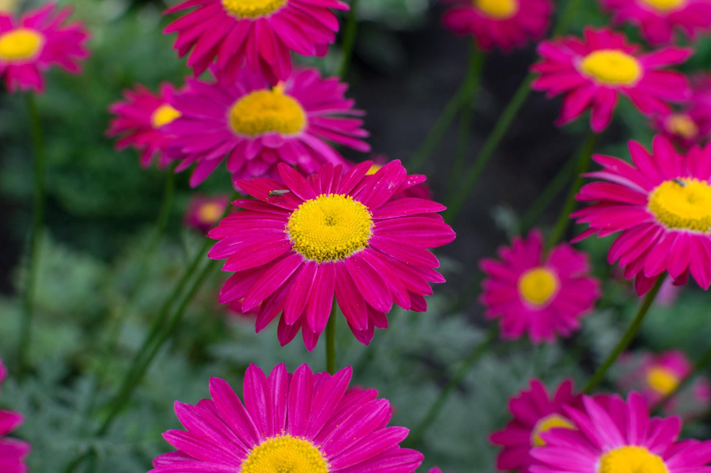 Argyranthemum ‘Super Duper’ (Federation Daisy)