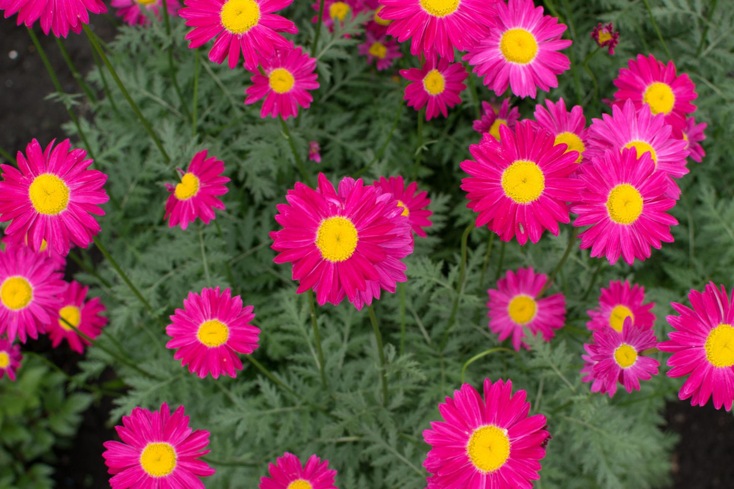 Argyranthemum ‘Super Duper’ (Federation Daisy)