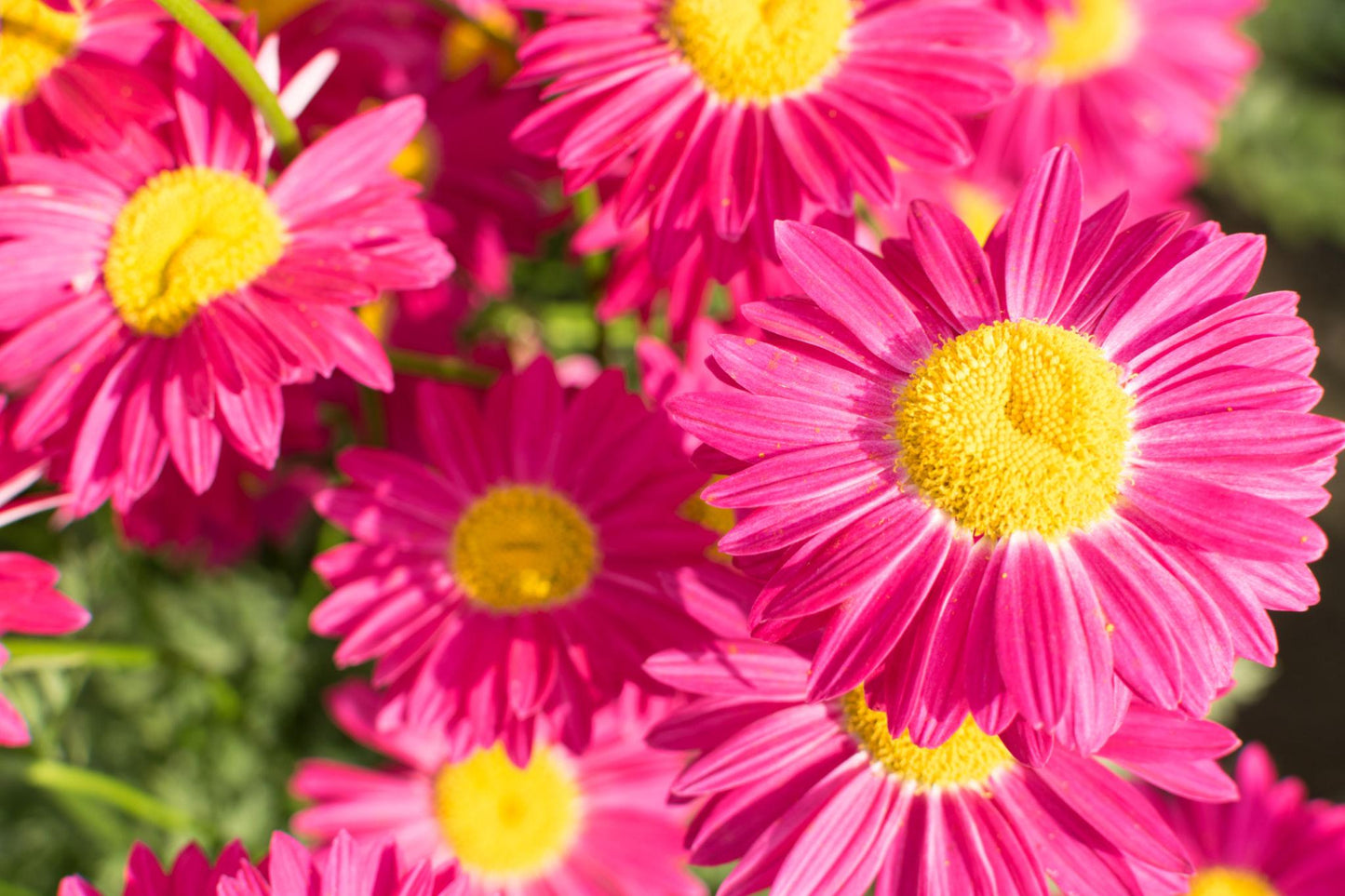 Argyranthemum ‘Super Duper’ (Federation Daisy)