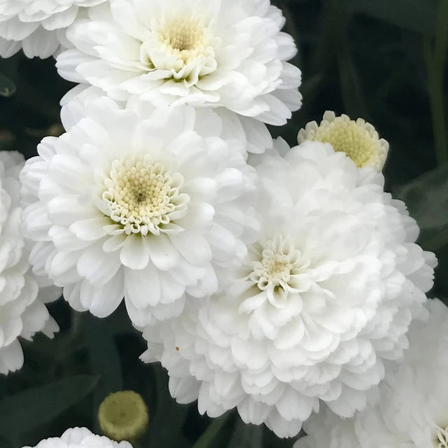 Argyranthemum ‘Aramis Mega White’ (Marguerite Daisy)
