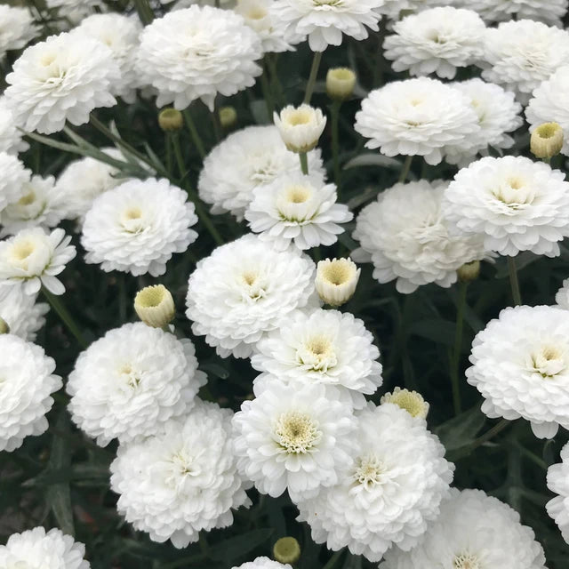 Argyranthemum ‘Aramis Mega White’ (Marguerite Daisy)