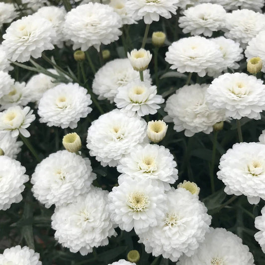 Argyranthemum ‘Aramis Mega White’ (Marguerite Daisy)