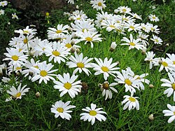 Argyranthemum frutescens (Marguerite Daisy)