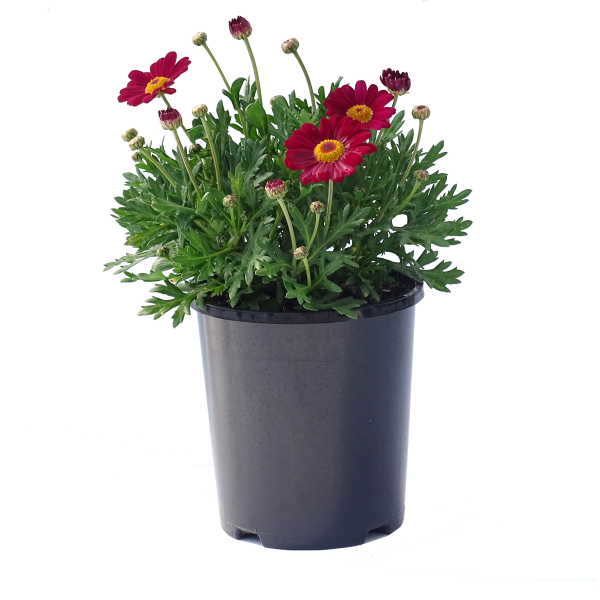 Argyranthemum Spp. (Red Single Marguerite Daisy)