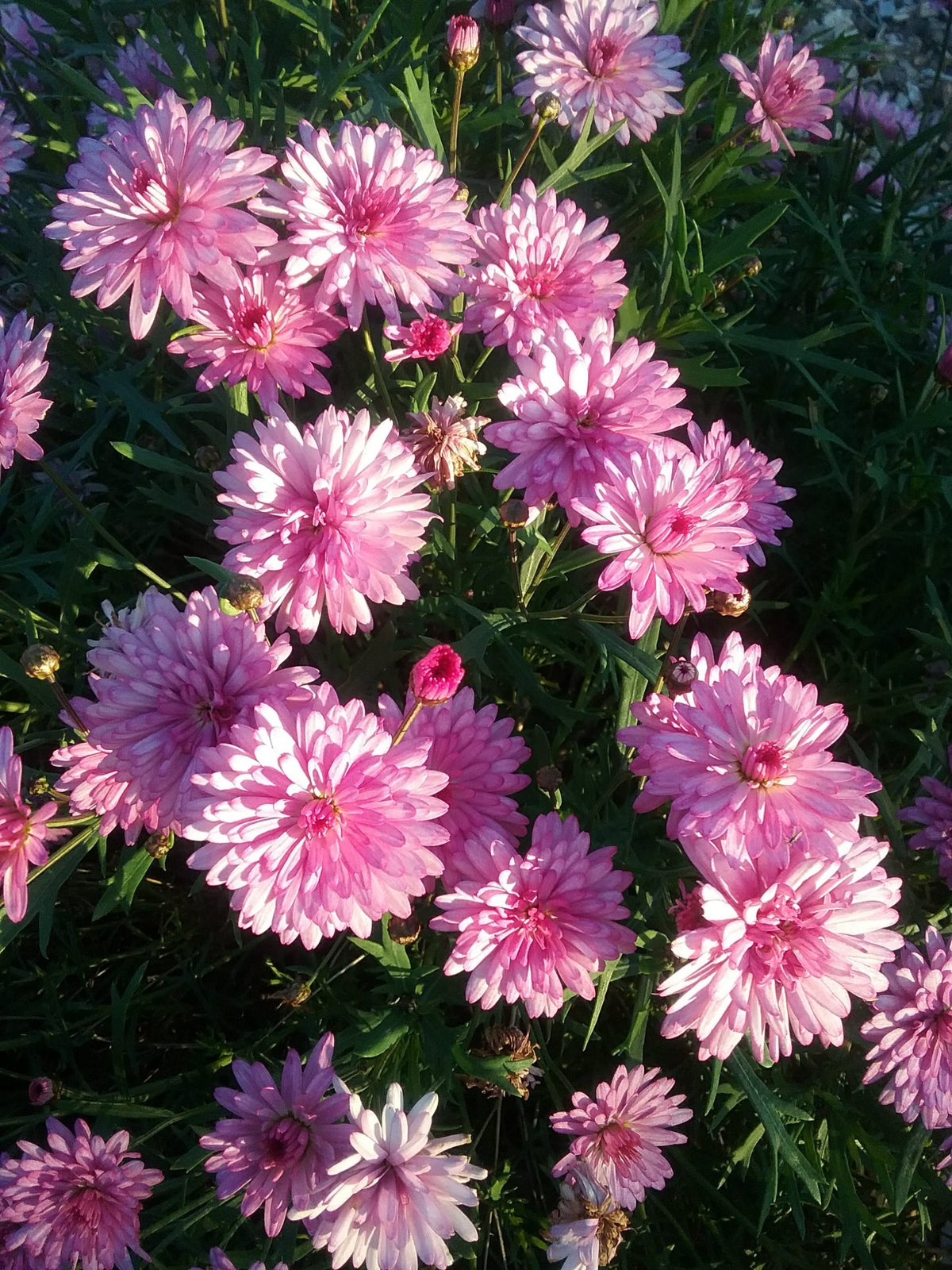 Argyranthemum Frutescens ‘Double Musk’ (Marguerite Daisy)