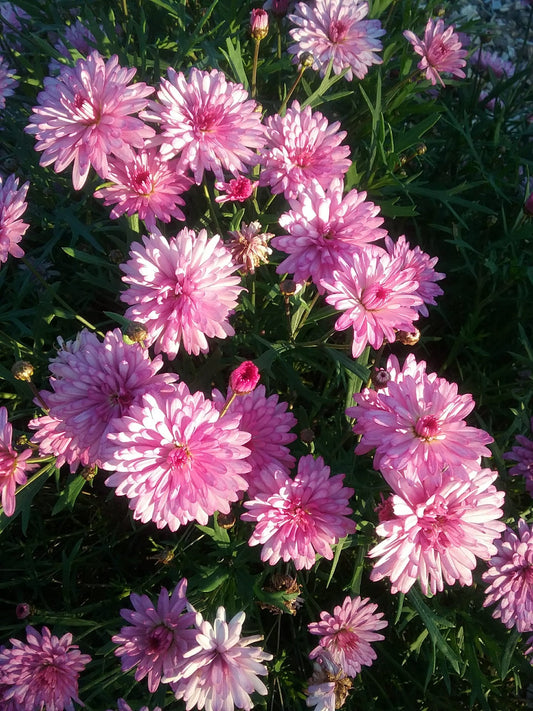 Argyranthemum Frutescens ‘Double Musk’ (Marguerite Daisy)