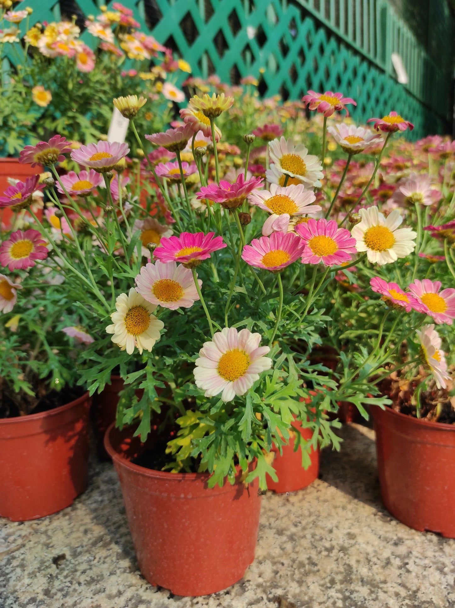 Argyranthemum frutescens ‘Aramis Mixed’ (Marguerite Daisy)