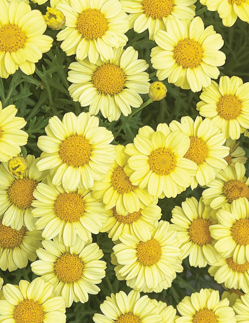 Argyranthemum frutescens ‘Aramis Mixed’ (Marguerite Daisy)