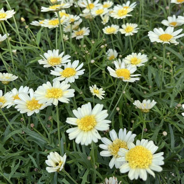 Argyranthemum frutescens ‘Aramis Mixed’ (Marguerite Daisy)