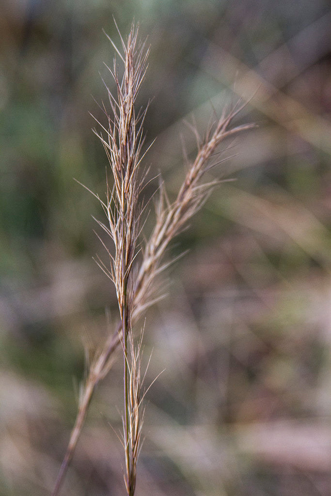 Aristida Ramosa (Purple Wiregrass)