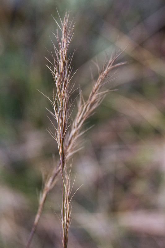 Aristida Ramosa (Purple Wiregrass)