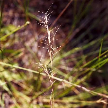 Aristida Ramosa (Purple Wiregrass)