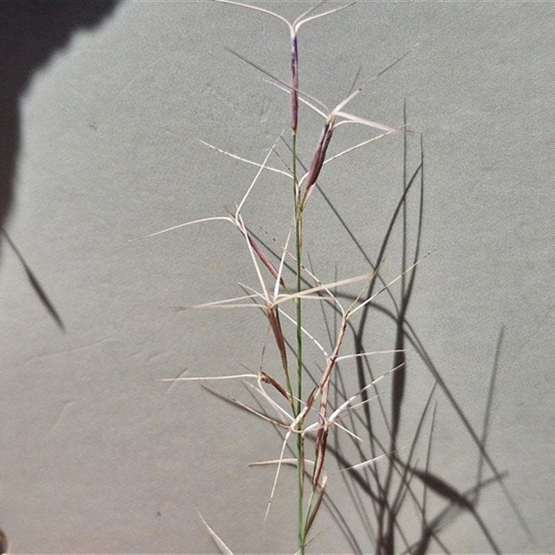 Aristida Ramosa (Purple Wiregrass)