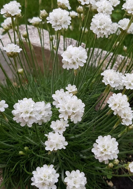 Armeria Maritima 'Snowflake' (Sea Thrift)