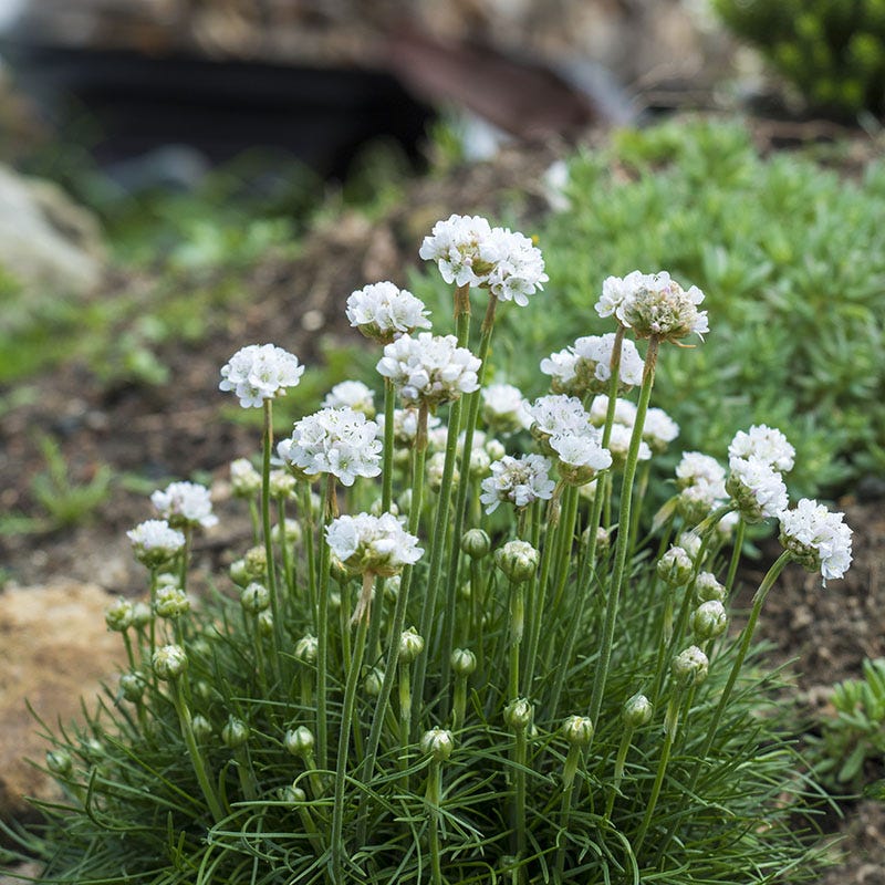 Armeria Maritima 'Snowflake' (Sea Thrift)