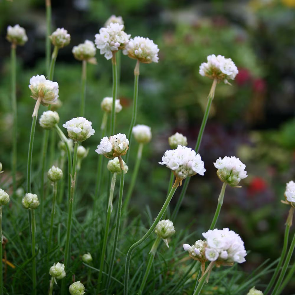 Armeria Maritima ‘White’ (White Thrift)