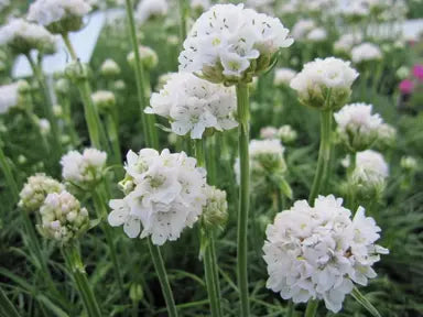 Armeria Maritima ‘White’ (White Thrift)